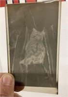3 Photo negatives of an owl