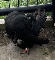 Pair-Fantail Pigeons-Checkered Hen, Black Male