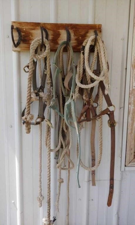 Group of Halters