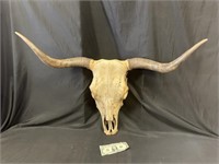 Nice Cow Skull with Horns