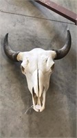 Bison Skull, 22” spread tip to tip