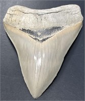 Prehistoric Megalodon Tooth