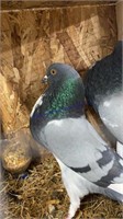 Pair English Pouter Pigeons