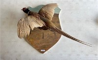 Pheasant Mounted Taxidermy