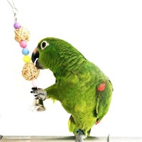 BWOGUE Bird Swing Toys with Bells Pet Parrot Cage