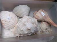 SEA SHELL LOT