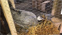 Opal Peahen - 1 Yr Old