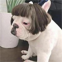 Wig For Dogs - Pet Costumes/Cosplay