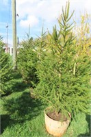 NORWAY SPRUCE THIS IS 4 TIMES THE BID AMOUNT