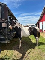 8yro Spotted Saddle Mare