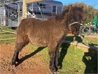 (VIC) BLACK KNIGHT -  MINIATURE COLT