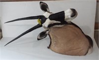 African Gemsbok shoulder mount.