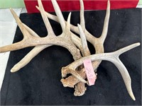 *4 SINGLE DEER SHED ANTLERS