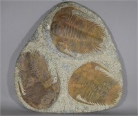 Triple Trilobite Fossil w/ Large Trilobites / RARE