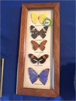 FRAMED BUTTERFLY COLLECTION