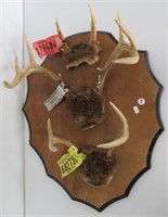 Deer antlers on wood plaque with hunting tags