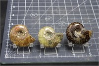 Ammonites, 3