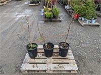 3 Cold Hardy Fig