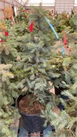 7 Gallon Blue Spruce (BIDX5)