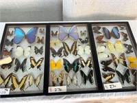 3pc Butterfly Specimen Display Boxes