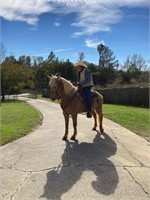 7 YEAR OLD PALOMINO MARE WORKS & RIDES *VIDEO*