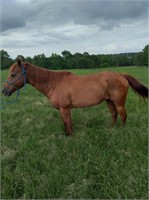 ROXY 14 YEAR OLD MARE