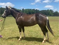 5 YEAR OLD PAINT MARE