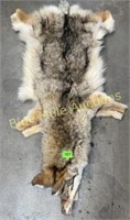 Coyote hide