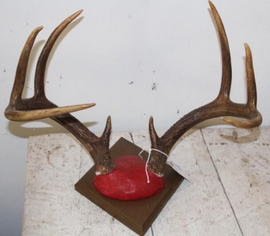 8 POINT ANTLER MOUNT