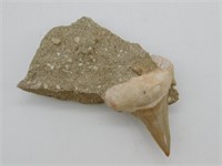 SHARK TOOTH IN MATRIX