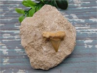 SHARK TOOTH IN MATRIX ROCK STONE LAPIDARY SPECIMEN