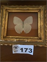 BUTTERFLY SHADOWBOX
