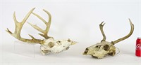 Deer Skulls