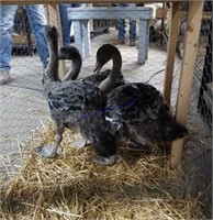 3 Black Australian Swans - Unsexed - 3 Mos Old