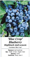 5 Bluecrop Blueberry Plants