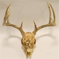 9-Point European Deer Skull Mount