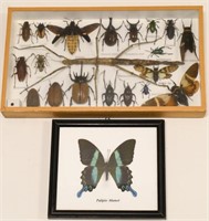Taxidermy Bug Specimen Lot