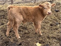 1 week old Highlander angus cross  bull calf.