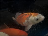 12-14in  Japanese Koi Orange n White