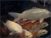 12-14in  Japanese Koi white