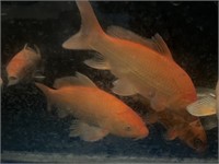 12-14in Japanese Koi Orange