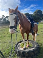 (VIC) GINGER SPICE - PAINT MARE