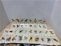 Northern Bird Cards (35 of 36), General Cigar