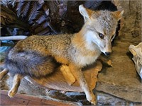 Fox Taxidermy