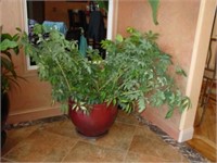 Live Potted Umbrella  Plant 5' wide x 40" tall