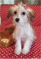 Female-Toy Poodle Mix Puppy-02/19/2024