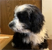 Male-F1B Mini Bernedoodle Puppy-5 months