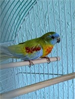 Male-Turquoisine Parakeet