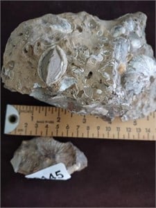 (2) Pieces Coral w/Shells & Ammonite Fossil