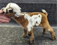 Nigerian Dwarf Buckling Bottle Baby Goat Born